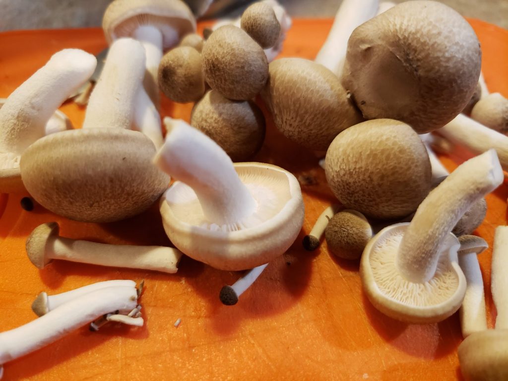 Beech mushrooms ready for ramen. Beech mushrooms ready for ramen.